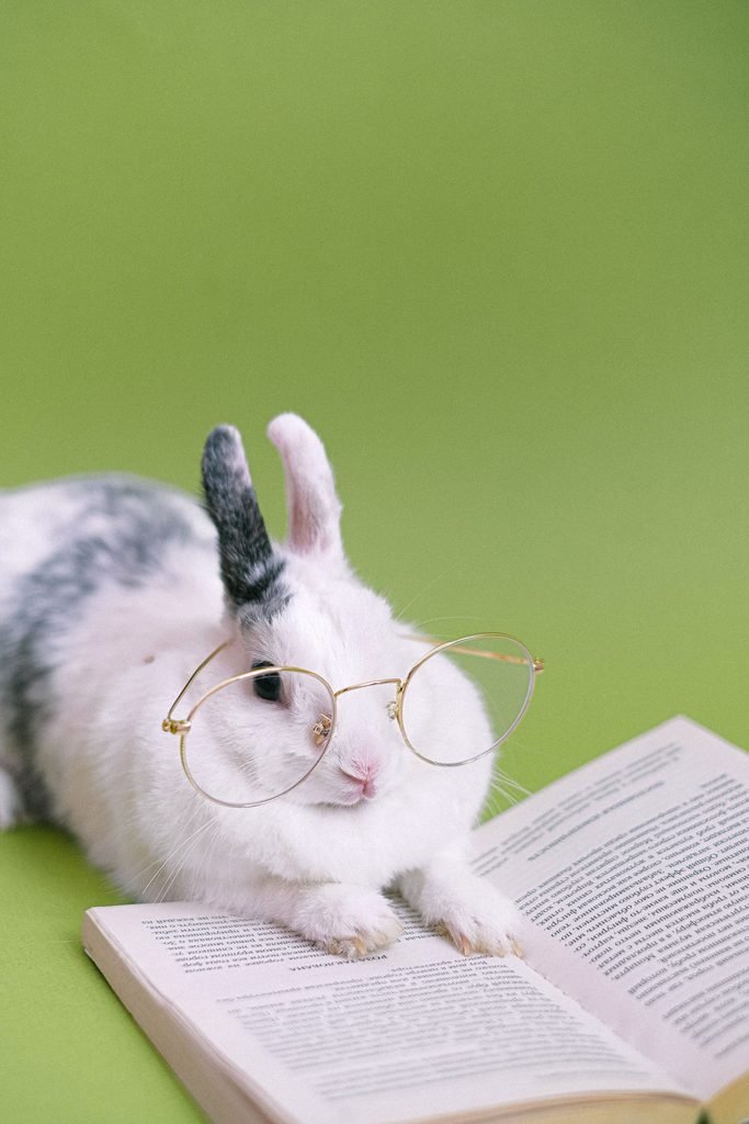 Bunny with glasses is reading a joke book.